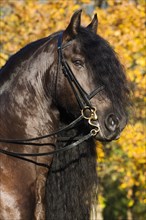 Black Friesian horse with a long crest wearing a curb bit