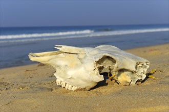 Animal skull on the beach in Varkala