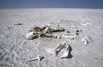 Skeleton of a perished cow