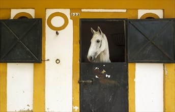 Mare in her box stall during the Feria del Caballo Horse Fair