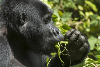 Mountain Gorilla (Gorilla beringei beringei) feeding