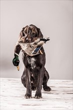A German Wirehaired Pointer with a duck in its mouth