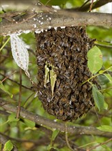 Western Honey Bees or European Honey Bees (Apis mellifera)