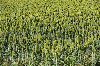 Indian barnyard millet (Echinochloa frumentacea) Region Aquitaine