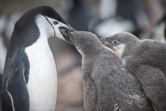 Chinstrap Penguin (Pygoscelis antarcticus) feeding a chick