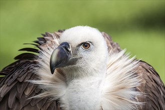 Eurasian Griffon or Griffon Vulture (Gyps fulvus)