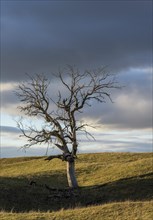 Dead tree at the extinct Hohentwiel volcano