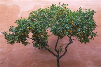 Bitter Orange or Seville Orange (Citrus x aurantium) in the Alcubilla garden in the Alcazar of Seville