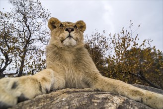 Lion (Panthera leo)