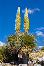 Queen of the Andes or Giant Bromeliads (Puya raimondii)