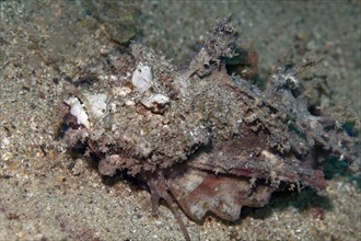 Devil Stinger or Bearded Ghoul (Inimicus didactylus) on the sandy ocean floor