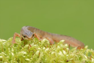 Smooth Newt or Common Newt (Lissotriton vulgaris