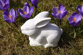 White ceramic Easter Bunny and crocuses
