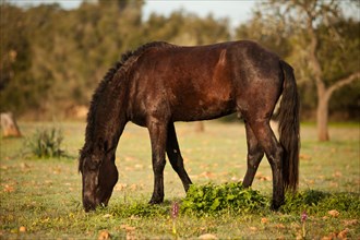 Black Menorquin stallion