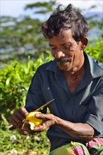 Mango seller peeling a mango with a knife