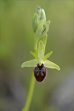 Black Spider Orchid (Ophrys incubacea)