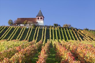 Vineyard in autumn with Michaelsberg hill and St Michael's Church