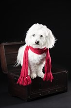 Maltese dog with red scarf in a small treasure chest
