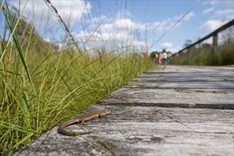 Viviparous lizard (Zootoca vivipara) basking on a boardwalk