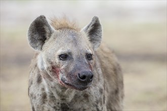 Spotted Hyena (Crocuta crocuta) blood smeared across its face after feeding