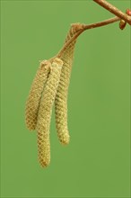 Common Hazel (Corylus avellana)