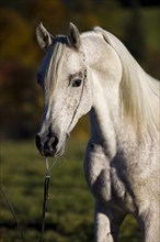 Grey Arab Horse