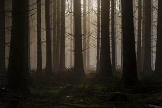 Forest in the evening