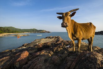 A holy cow is standing on a rock at Om Beach