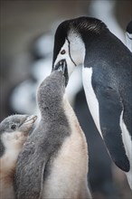 Chinstrap Penguin (Pygoscelis antarcticus) feeding a chick