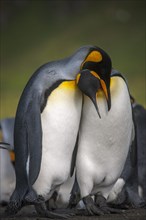 A pair of King Penguins (Aptenodytes patagonicus)