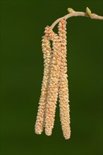 Common Hazel (Corylus avellana)