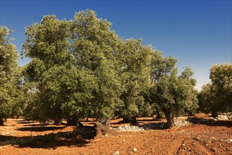 Ancient Cerignola olive trees of Ostuni
