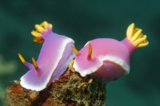 A pair of Bullocks Hypselodoris (Chromodoris bullockii)