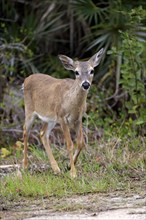 Key-white-tailed deer (Odocoileus virginianus clavium)