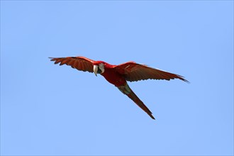 Red-and-green Macaw (Ara chloropterus