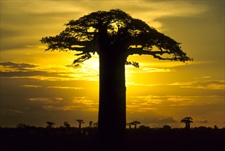 Grandidier's Baobab Tree (Adansonia grandidieri)