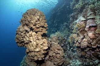 Coral reef with steep drop and protruding coral tower of a Dome Coral (Porites nodifera) Zarbagad Island