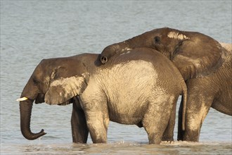 African elephants (Loxodonta africana) playfighting at the Namutoni water hole