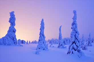 Trees in a snow-covered winter landscape