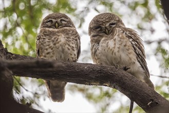Two Spotted Owlets (Athene brama)