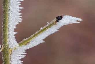 Ice structures on a branch