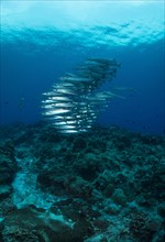 School of Sharpfin Barracuda or Heller's Barracuda (Sphyraena helleri)
