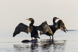 Common Cormorants (Phalacrocorax carbo)