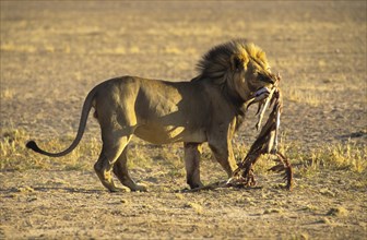Male Lion (Panthera leo) with prey