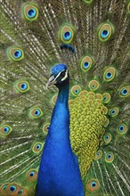 Indian Peafowl or Blue Peafowl (Pavo cristatus)