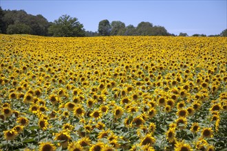 Field of giant yellow sunflowers (Helianthus annuus) in bloom in summer