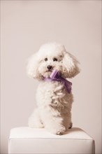 Toy poodle with bow around the neck