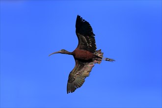 Glossy Ibis (Plegadis falcinellus)