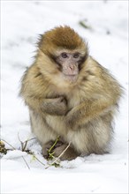 Barbary Macaque (Macaca sylvanus) in the snow