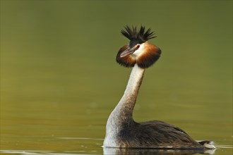 Great Crested Grebe (Podiceps cristatus)